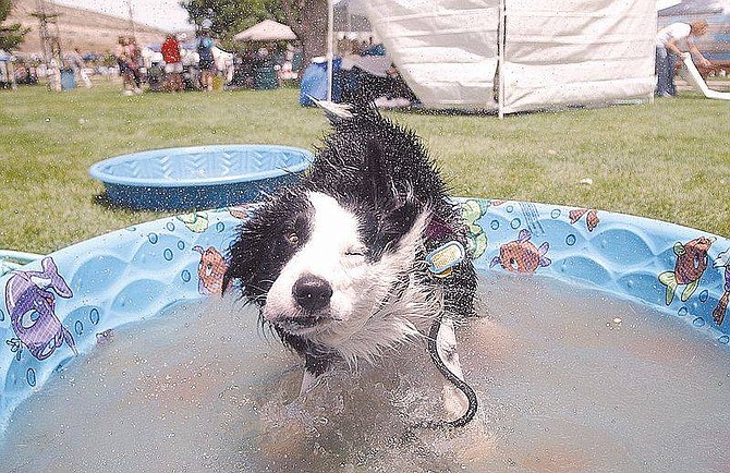 Photo by Brian CorleyCyrrano the Border Collie shakes off some water after completing the Fly Ball Competition on Saturday at the Dog Days of Summer in Fuji Park.