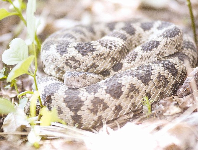 Although this Prairie Rattlesnake, a type of Western Rattlesnake related to the Diamondback rattle snale, does look very big curled up, this snake came to legth of more than three feet when it was fond in the back yard of Stuart and Helen Stevens. Photo by Brian Corley