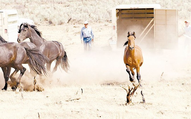 BLM workers free a batch of wild horses in an area west Pyramid Lake Wednesday afternoon.  photo by Rick Gunn