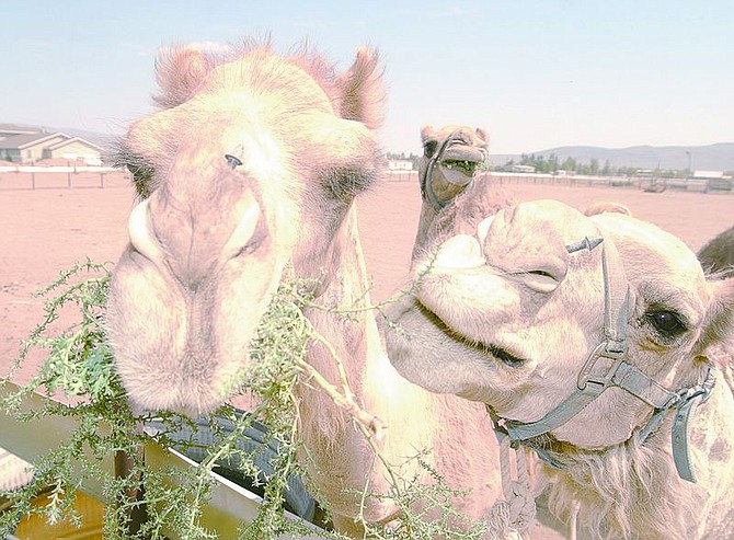 Several of eight camels to be in the Virginia City Camel Races chew on plants Thursday in Stagecoach, Photo by Brian Corley