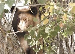 One of two bear cubs stares out from his perch in a tree over Winnie Lane Friday moring. The two cubs were accompanied by mom after taking to a nearby garbage and apple tree.
