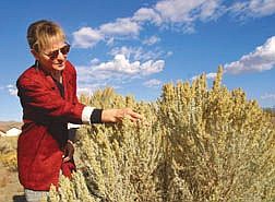 JoAnne Skelly, educator with the University of Nevada Cooperative Extension office, shows the flowers of a sagebrush that release pollen this time of year.  Allergy sufferers in Carson City are affected most in the fall.