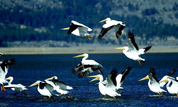 CATHLEEN ALLISON/NEVADA APPEAL A flock of pelicans play in the Washoe Lake Wetland area on Wednesday afternoon. This week&#039;s warm weather is expected to give way to a storm front that moves in today.