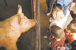 Kids from the Western Nevada Community College Child Development Center greet a pig Wednesday afternoon at the Fuji Park Fairgrounds during Farm Days celebration.  The event was put on by the University of Nevada at Reno Cooperative Extension.