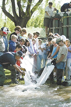 A group out Rideout Elementary School students from Tahoe City, Ca., help fish hatchery officials release some of the 5,000 rainbow trout being stocked at Lampe Park on Friday morning in preparation for this weekends&#039; 14th annual Kids Fishing Derby.