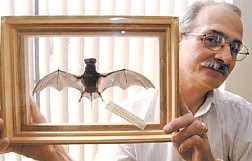 Nevada State Museum curator George Baumgardner PH. D.      Hilds an encased bat at the Nevada State Museum Friday afternoon. photo by Rick Gunn