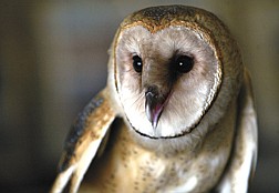 Rescued from Fallon in May, this barn owl was severely dehydrated when delivered to the Wild Animal Infirmary for Nevada.  It was one of three released back into the wild late Monday at Silver Saddle Ranch.