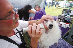 Tim and Margie Sullivan, of Fresno, Calif., groom their poodles Marla, white, and Madison, at Fuji Park Sunday. The Sullivan&#039;s have been showing poodles for 30 years. &#124; Photo by Brad Horn