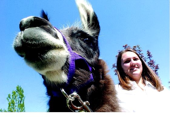 Rick Gunn/Nevada Appeal Kristen Whitmore, 17, shows off Onya, a 7-month-old llama, as part of her presentation at Carson High School on Wednesday morning. Seniors are required to complete a project in order to pass English and graduate.