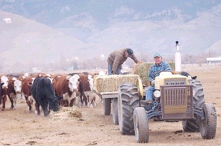 Sam Lompa drives a tractor as Mark Arraiz drops hay for cattle on the Lompa Ranch in this photo taken in 2002. The Lompa family and Nevada Department of Transportation settled on a price Monday for property needed for the Carson City freeway.   Nevada Appeal file photos