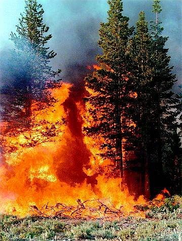Fuels on the ground can help wildfires reach into trees, then spread quickly.