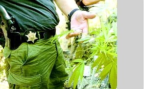 A Douglas County  Investigator holds one the hundreds pot plants  discovered  by a hiker in Sand Canyon Thursday.       Rick Gunn Nevada Appeal