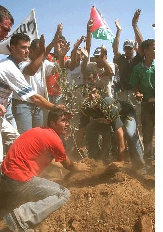 A group of Palestinian demonstrators quickly plant an olive tree seedling before Israeli soldiers chased them away from the site of the construction of the Israeli separation barrier, in the West Bank village of Beit Awwa, about 20 kms south of Hebron, Monday. Several dozen Palestinian, Israeli, and international protesters gathered to rally peacefully against the barrier project. AP Photo/Nasser Shiyoukhi
