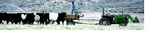 BRAD HORN/Nevada Appeal Joshua Baumgartner, 7, rides on his grandfather Julian Smith&#039;s tractor while cows follow on Smith&#039;s Washoe Valley racnch on Thursday morning.