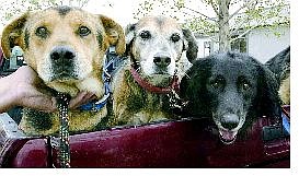 Cathleen Allison/Nevada Appeal From left, Carson, Trixie and Cody are up for adoption at the Lyon County Animal Shelter after the death of their owner in a traffic accident Thursday in Mound House.