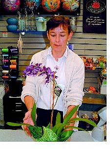 Sam Bauman/Nevada Appeal Paula Helvik, in the Carson City Safeway flower shop, shows off some of the orchids the store offers. Orchids can be grown in the home with the right conditions.