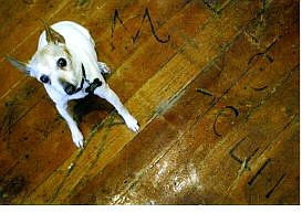 Jake, a toy fox terrier, sits by some of the old ranch brands that were burned into the floor of the former Union Market and Butchers shop in Dayton. The building now houses  Dayton Grooming.