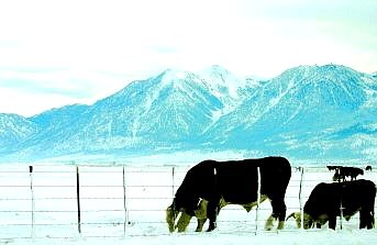 Belinda Grant/Nevada Appeal News Service Cattle graze in the snow along Muller Lane at the Park Ranch south of Minden Nov. 30.