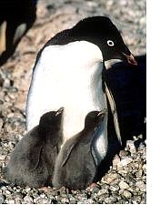 In this undated photo released by the Australian Antarctic Division, an Adele penguin and her two chicks are seen in the Antarctic&#039;s Cape Royds. Tens of thousands of Antarctic penguin chicks face death by starvation in the next few weeks as a huge iceberg blocks access to ocean-feeding grounds.  Associated Press