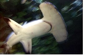 Associated Press A great hammerhead shark swims in a saltwater tank at the Shark Reef at Mandalay Bay Dec. 1 in Las Vegas. The shark died Thursday of intestinal injury and infection.