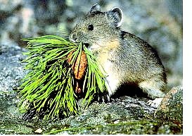 Associated Press A mountain-dwelling American pika is shown in this undated photo provided by the U.S. Geological Survey.
