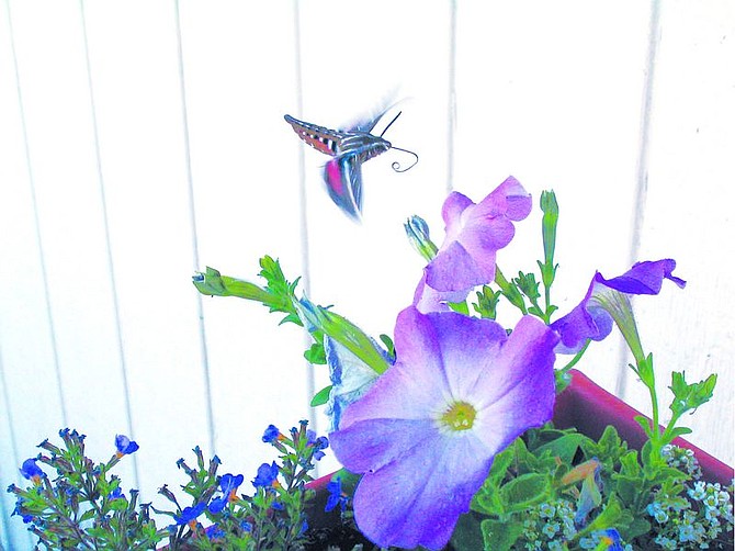 Submitted by Bob CouncilA hummingbird moth feeding on flowers in Jacks Valley.