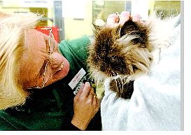 Sue Lusk, a specialty department employee at Petsmart, pets Mario the aged Persian Siamese.