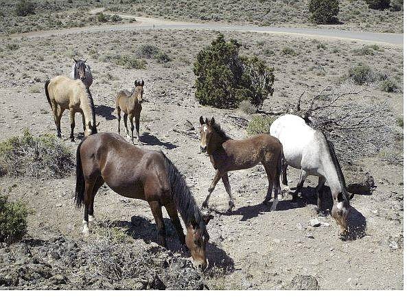 Cathleen Allison/Nevada Appeal A herd of wild horses graze outside of  Virginia City on July 6.