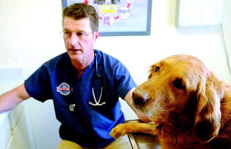 Chip, a 6-year-old female golden retriever, waits in exam room 1 at Carson Silver Sage Veterinary Clinic on Wednesday morning with Gregg Meyer, D.V.M. Meyer is one veterinarian in Carson City who will offer rattlesnake vaccines for canines.   Rick Gunn Nevada Appeal
