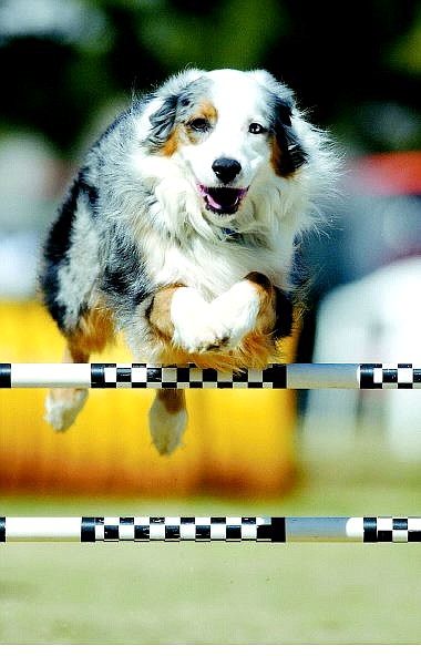 BRAD HORN/NEVADA APPEAL Toby Brown&#039;s Australian shepherd, Jake, age 7, clears a jump at the Pepper Memorial Classic dog-agility trials at Fuji Park Sunday morning. Brown travels from Jacksonville, Ore., every year for this event that raises money for research into canine cancer.