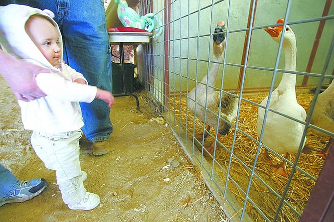 BRAD HORN/Nevada Appeal Jenna Tureman, 14-months, of Carson City, looks at geese and ducks at the Fuji Park fairgrounds during Capital City Farm Days on Thursday afternoon.