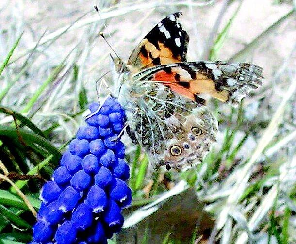 A butterfly sits on a plant in Stagecoach April 2. The image was taken by Stagecoach resident Sheila &quot;Chip&quot; Ehst.