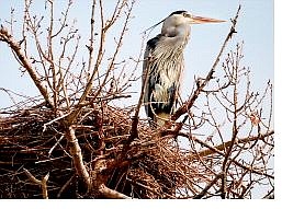 Kim Lamb/Nevada Appeal News Service A great blue heron nests along Fitz Lane east of Fallon. Several species of herons may be seen during Spring Wings tours.