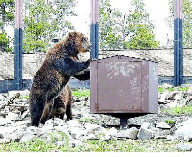 Photo courtesy of Don Heldoorn A grizzly at the Grizzly and Wolf Discovery Center in West Yellowstone, Wyo., tests a bear-resistant trash container made by Carson Valley Welding.