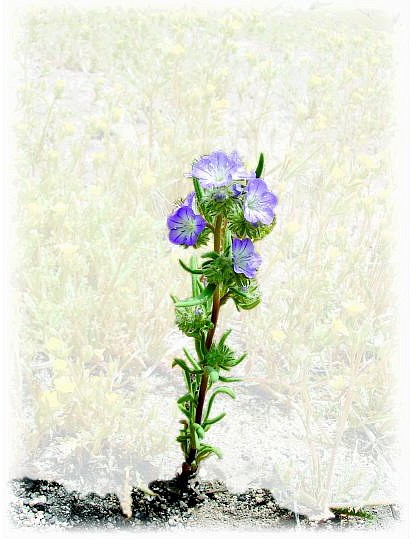 Photo provided Narrow-leafed phacelia, Phacelia linearis, are less than an inch in size and are lovely to view above Comb&#039;s Canyon Road.