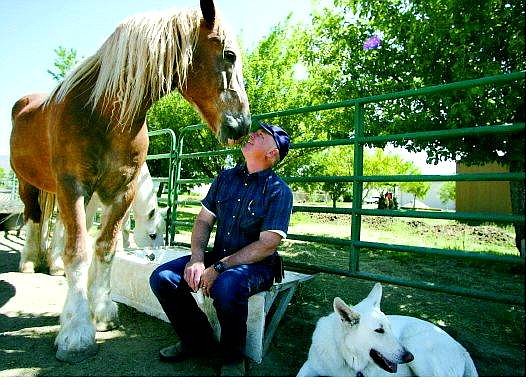Dan the draft horse leans into Willis Lamm&#039;s face while Teego the quarter horse finds something to eat and Ace, right, the white German shepherd, relaxes at Lamm&#039;s Stagecoach ranch on Thursday morning.    BRAD HORN/Nevada Appeal