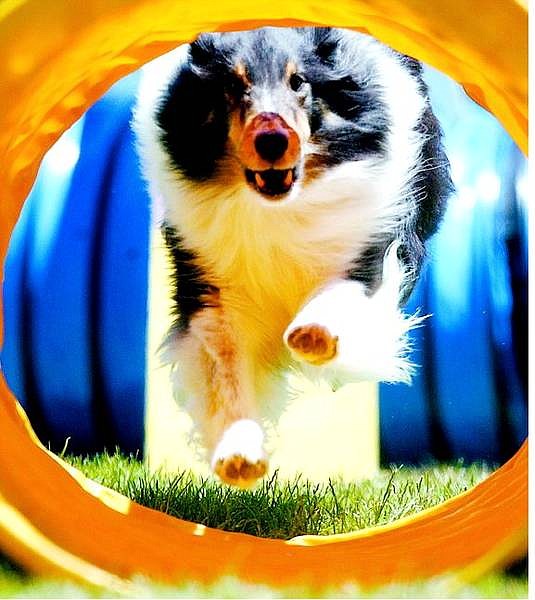 Patrick Kennedy&#039;s  Australian  shepherd Rigel  competes in the touch and go  portion of the Ready to Run agility club&#039;s dog agility trials at Fuji Park on  Sunday.  BRAD HORN/ Nevada Appeal