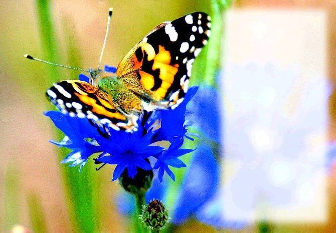 A painted butterfly rests on a flower in Virginia City, Nev., on Thursday, June 16, 2005. AP Photo Brad Horn/Nevada Appeal
