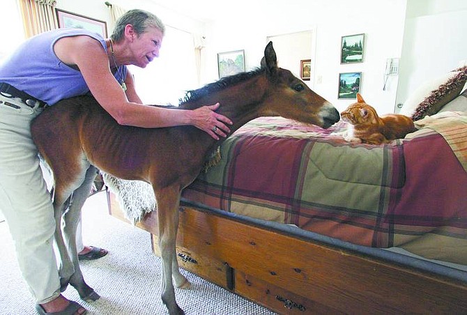 Brad Horn/Nevada Appeal Allen watches her 1-month-old wild horse, Trooper, get friendly with her cat in her bedroom on Wednesday.