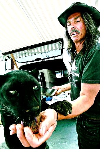 Chad Lundquist/Nevada Appeal Big-cat advocate Peter Renzo feeds a snack to Sheba, a leopard, on C Street in Virginia City, where the cat poses for pictures to raise money for Renzo&#039;s foundation.