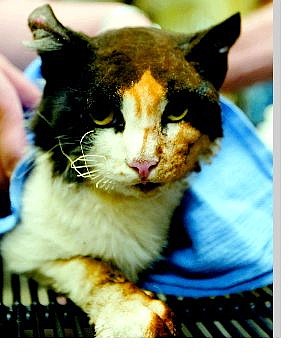 Shannon Litz/Nevada Appeal News Service The burned cat was taken to Carson Valley Vet.
