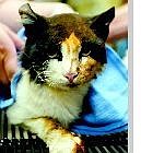 The Topaz burned cat is recuperating at  Carson Valley Veterinary Hospital.