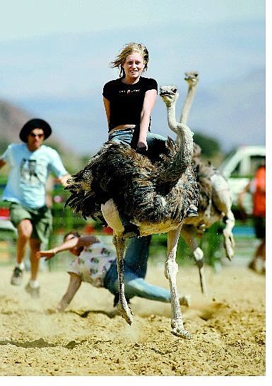 Cathleen Allison/Nevada Appeal Michelle Clarke, 18, of South Lake Tahoe, rides an ostrich during an exhibition race following the media grudge match of the Virginia City International Camel Races on Friday. Clarke&#039;s ostrich ran about half the length of the course, stopped and spun continuously until Clarke was thrown off.