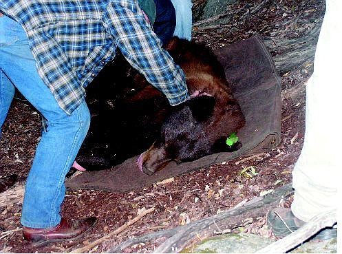 Jo Rafferty/Nevada Appeal News Service Nevada Department of Wildlife biologist Carl Lackey prepares a mother bear to be moved underneath a tree that two of her cubs were hiding in.