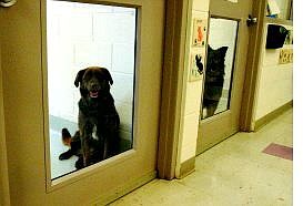 Emma Garrard/Nevada Appeal News Service Pet Network dogs Ginger and Cooper look out of the windows on the doors of their personal rooms Friday at Pet Network in Incline Village. The shelter may get more crowded as room is made for Gulf Coast animals.