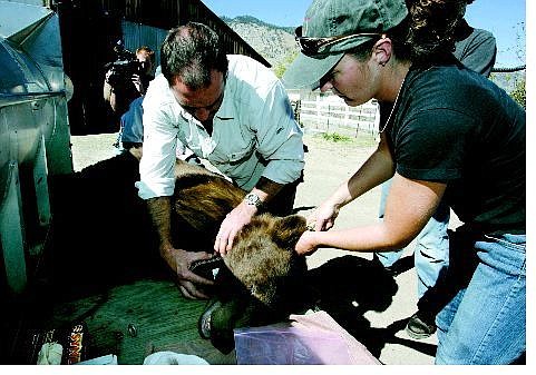 Cathleen Allison/Nevada Appeal Alyson Andreasen, a wildlife biologist with the Nevada Department of Wildlife, right, and Jake Willers attach a radio-tracking collar to a 5-year old, 320-pound male black bear captured on the Capitol grounds Friday morning.