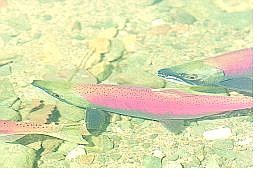 Julie Sullivan/Nevada appeal News Service Kokanee salmon are breeding this month at Taylor Creek.