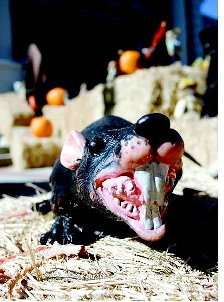 Chad Lundquist/Nevada Appeal A rat lies in wait on the Governor&#039;s Mansion lawn as part of the annual Halloween decorating. Gov. Kenny Guinn and First Lady Dema Guinn will hand out candy to trick-or-treaters Monday.