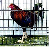 This is one of several roosters, with their combs cropped, found at a home in Mark Twain where Animal Control  officials believe cockfights had been held. The birds were taken into custody and charges are still being considered.    cathleen allison nevada appeal