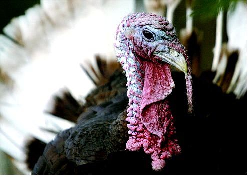 Cathleen Allison/Nevada Appeal Abraham, a 7-year-old Royal Bourbon turkey, is safe for another Thanksgiving as owners Steve and Johnye Saylor of Dayton will keep the sassy 25-pounder around as a pet.